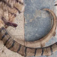 شاخ|کلکسیون اشیاء عتیقه|شهرکرد, |دیوار