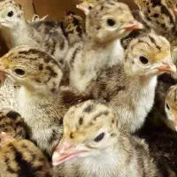 جوجه بوقلمون برنز یک روزه بدون واسطه