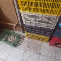 سبد انگور ۶ عدد درحد نو