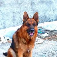 سگ ژرمن گمشده