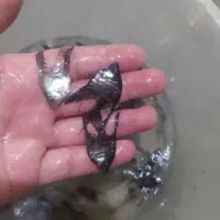 ماهی آنجل. کالر. فلاور. لجن خوار. بلوآکارا|ماهی|مشهد, همت آباد|دیوار