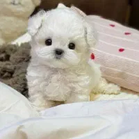 پت های زیبا و دوست داشتنی