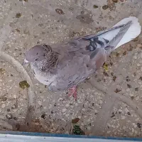 کفترکبوتردم سفیدکلاغ طوقی کاکلی|پرنده|تربت‌حیدریه, داروپخش|دیوار