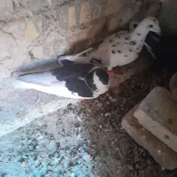 دوتاحیوان فروشی