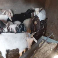 نری پاکستانی .بز پاکستانی .بره نر سبک و نژاد دار|حیوانات مزرعه|رفسنجان, |دیوار