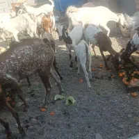 گوسفند|حیوانات مزرعه|بند زرک, |دیوار