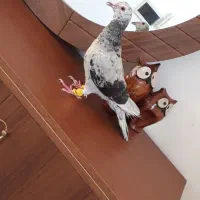 هفرنگ لک دار