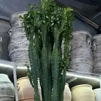 گل افوربیا