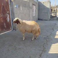 شک ورن ،قوچ سنجابی اصیل، گوسفند|حیوانات مزرعه|کوزران, |دیوار