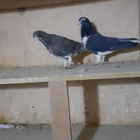 کبوتر جفتی|پرنده|سبزوار, امیر کبیر|دیوار