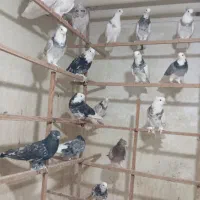 کفترهما