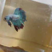 فایتر نر وارداتی