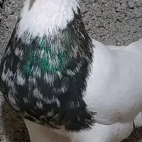 کبوتر گم شده