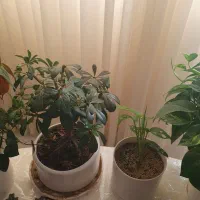 فروش گل های آپارتمانی|گل و گیاه طبیعی|ساری, |دیوار