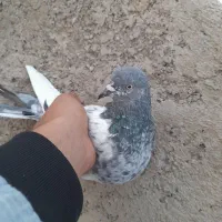 یک کفتر گم شده