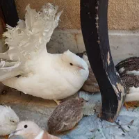 کفتر دم چتری گردن لرزون بلدرچین مینیاتوری|پرنده|وحیدیه, |دیوار