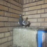 کبوتر سینه قهوای ماده|پرنده|زرقان, |دیوار