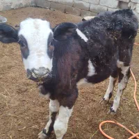 گاو|حیوانات مزرعه|زابل, |دیوار