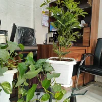 واحد-اپارتمان