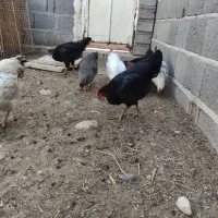 مرغ و خروس