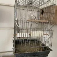 فروش گرینچیک