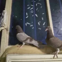 ۳عدد  دورگ