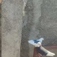 کبوتر جفت دم تخم|پرنده|قرچک, فردیس|دیوار
