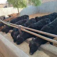 گوساله لاغر‌‌دورگ‌‌کوردی سیاه‌مال میاندوآب