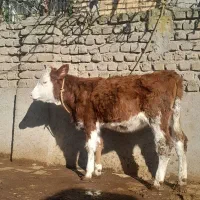 یک راس جوانه تخمی ویک راس گوساله ماده اصل جنس.گاو