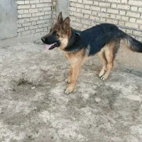 سگ ژرمن