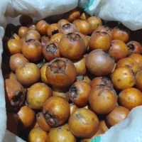 ازگیل پیوندی|خوردنی و آشامیدنی|احمدسرگوراب, |دیوار