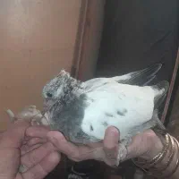 کبوتر