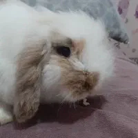 خرگوش لوپ خانگی