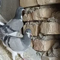 بدرنگ و غلاق|پرنده|اصفهان, گلستان|دیوار