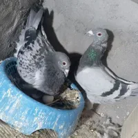 کفتر پلاکی سینه ای و اصفهانی
