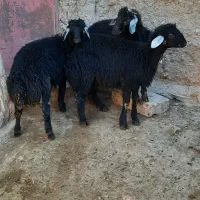 بره نر قره‌چال