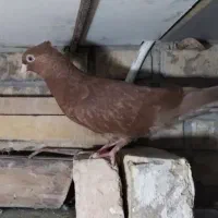 کبوتر قشنگ و ذات دار|پرنده|طسوج, |دیوار