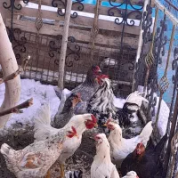 تخم نطفه دارگلین|حیوانات مزرعه|بومهن, |دیوار