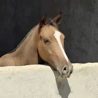 کره  اسب نریان