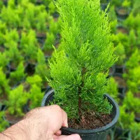 کاج لاوسون گلدان۳/۵و۱۲|گل و گیاه طبیعی|کلاچای, |دیوار