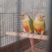 گرینچیک آناناسی رد جفت نر و ماده