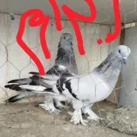 کفتر ترکیه|پرنده|مشهد, انقلاب|دیوار