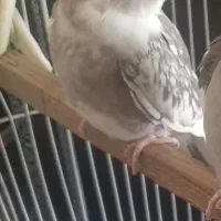 عروس ایزابلا نر درجه یک