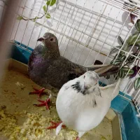 کبوتر|پرنده|سنقر, |دیوار