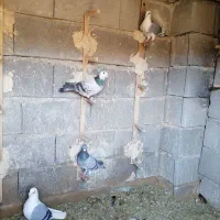 کبوترپرشی|پرنده|کاشمر, |دیوار