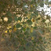 فروش ۱.۵تن عسل کنار درجه یک