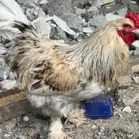 خروس برهما|حیوانات مزرعه|تهران, کوی هفدهم شهریور|دیوار