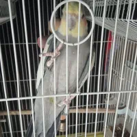 عروس هلندی نر بالغ