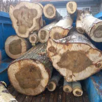 خریدو فروش  انواع درخت و چوب