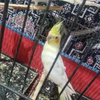 عروس|پرنده|سیرجان, |دیوار